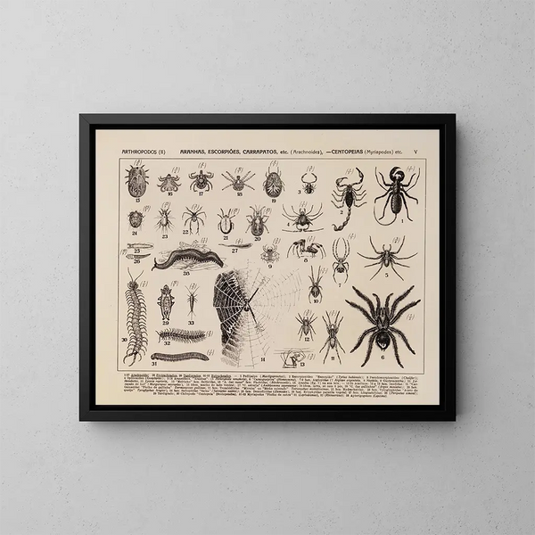 Atlas della fauna del Brasile Pl05 - Rodolpho von Ihering — quadro incorniciato alla parete