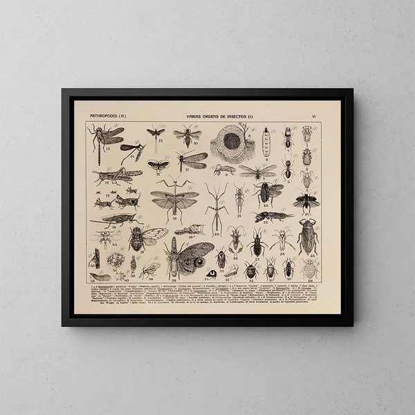 Atlas della fauna del Brasile Pl06 - Rodolpho von Ihering — quadro incorniciato alla parete