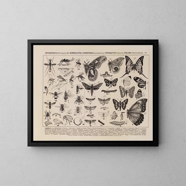 Atlas della fauna del Brasile Pl07 - Rodolpho von Ihering — quadro incorniciato alla parete