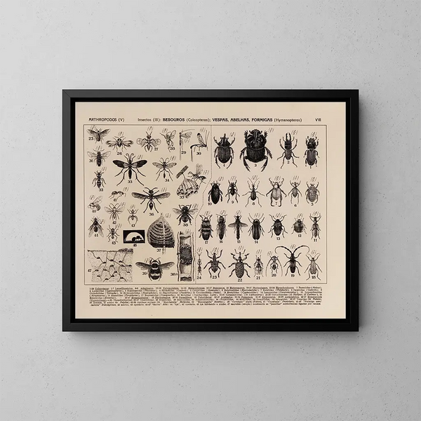 Atlas della fauna del Brasile Pl08 - Rodolpho von Ihering — quadro incorniciato alla parete