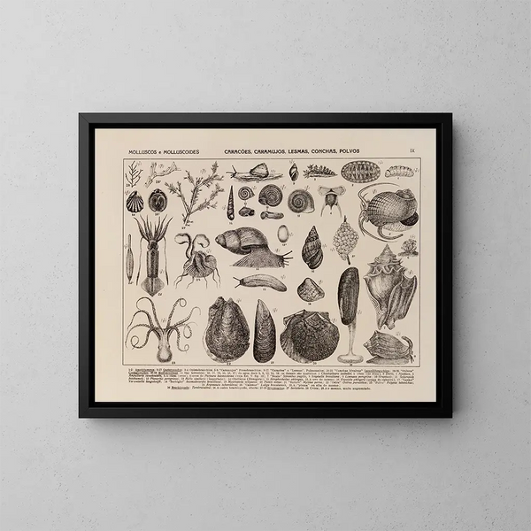 Atlas della fauna del Brasile Pl09 - Rodolpho von Ihering — quadro incorniciato alla parete