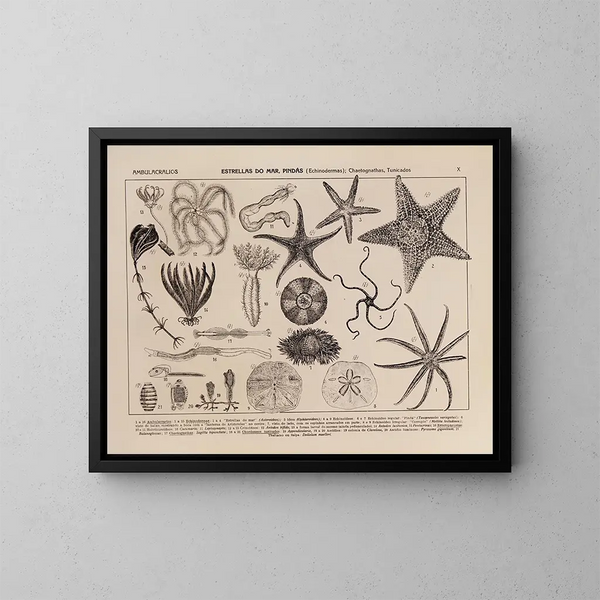 Atlas della fauna del Brasile Pl10 - Rodolpho von Ihering — quadro incorniciato alla parete