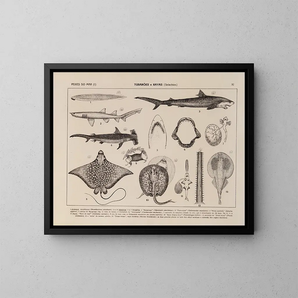 Atlas della fauna del Brasile Pl11 - Rodolpho von Ihering — quadro incorniciato alla parete