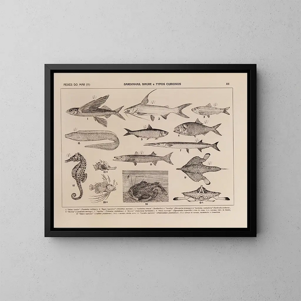Atlas della fauna del Brasile Pl12 - Rodolpho von Ihering — quadro incorniciato alla parete