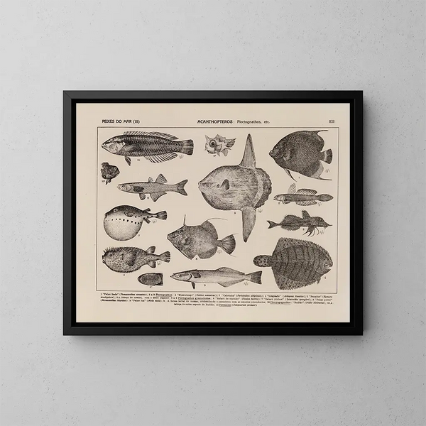 Atlas della fauna del Brasile Pl13 - Rodolpho von Ihering — quadro incorniciato alla parete