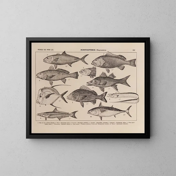 Atlas della fauna del Brasile Pl14 - Rodolpho von Ihering — quadro incorniciato alla parete