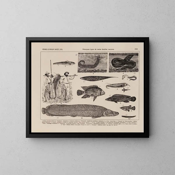 Atlas della fauna del Brasile Pl17 - Rodolpho von Ihering — quadro incorniciato alla parete