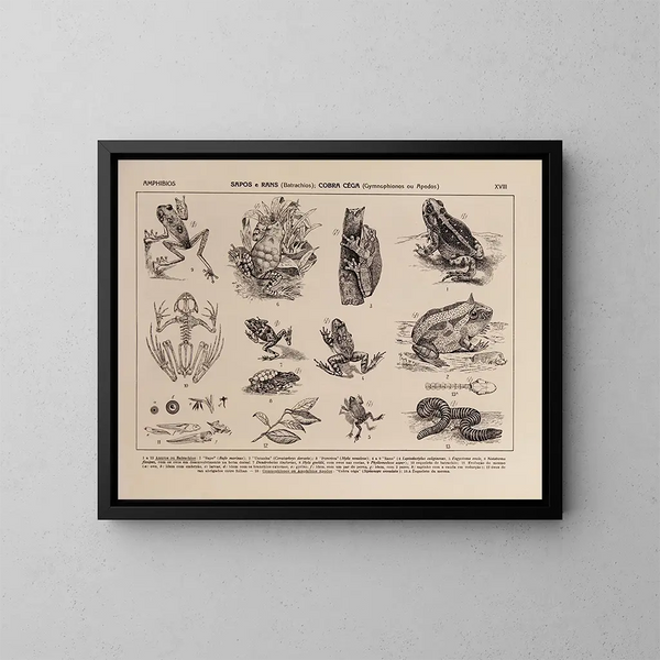 Atlas della fauna del Brasile Pl18 - Rodolpho von Ihering — quadro incorniciato alla parete