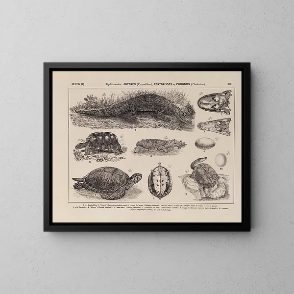 Atlas della fauna del Brasile Pl19 - Rodolpho von Ihering — quadro incorniciato alla parete