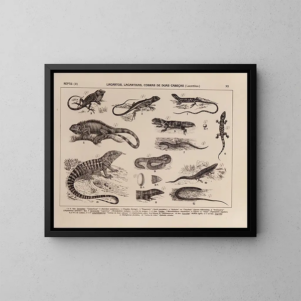 Atlas della fauna del Brasile Pl20 - Rodolpho von Ihering — quadro incorniciato alla parete