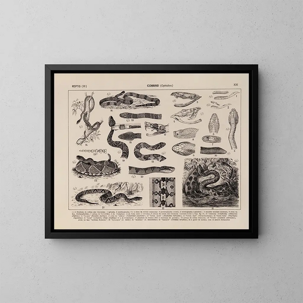 Atlas della fauna del Brasile Pl21 - Rodolpho von Ihering — quadro incorniciato alla parete