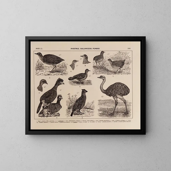 Atlas della fauna del Brasile Pl22 - Rodolpho von Ihering — quadro incorniciato alla parete