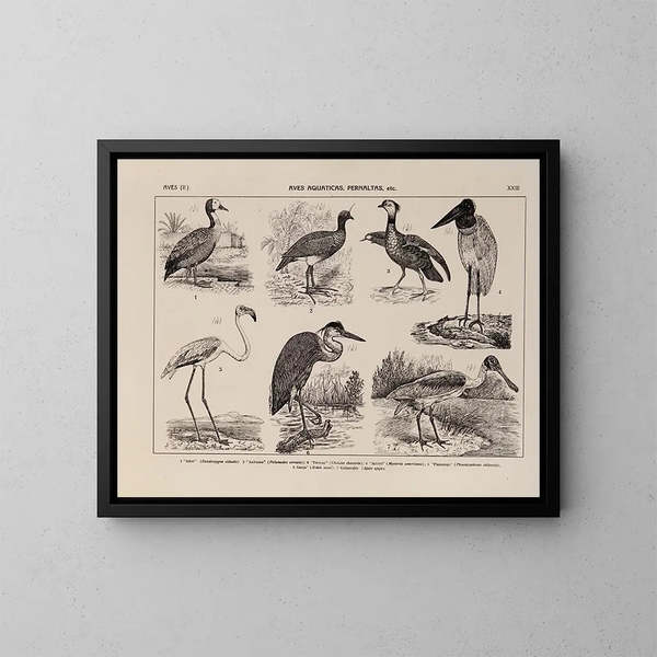 Atlas della fauna del Brasile Pl23 - Rodolpho von Ihering — quadro incorniciato alla parete