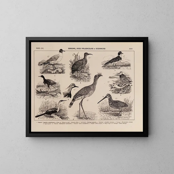 Atlas della fauna del Brasile Pl24 - Rodolpho von Ihering — quadro incorniciato alla parete