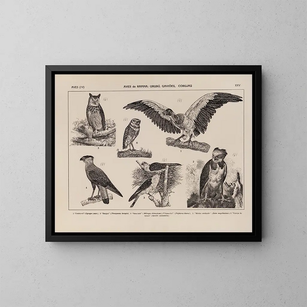 Atlas della fauna del Brasile Pl25 - Rodolpho von Ihering — quadro incorniciato alla parete