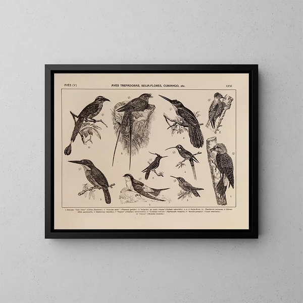 Atlas della fauna del Brasile Pl26 - Rodolpho von Ihering — quadro incorniciato alla parete