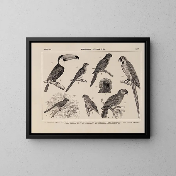 Atlas della fauna del Brasile Pl27 - Rodolpho von Ihering — quadro incorniciato alla parete