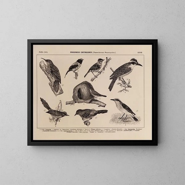 Atlas della fauna del Brasile Pl28 - Rodolpho von Ihering — quadro incorniciato alla parete