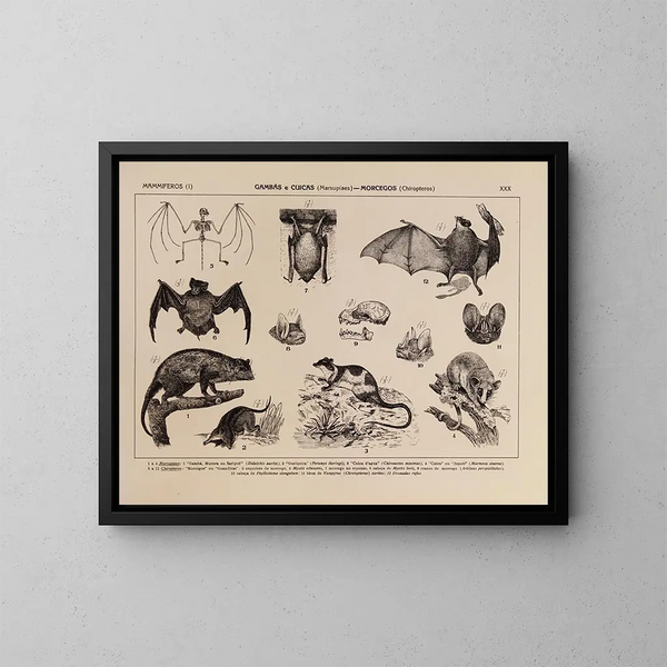 Atlas della fauna del Brasile Pl30 - Rodolpho von Ihering — quadro incorniciato alla parete