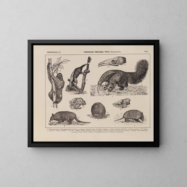 Atlas della fauna del Brasile Pl31 - Rodolpho von Ihering — quadro incorniciato alla parete