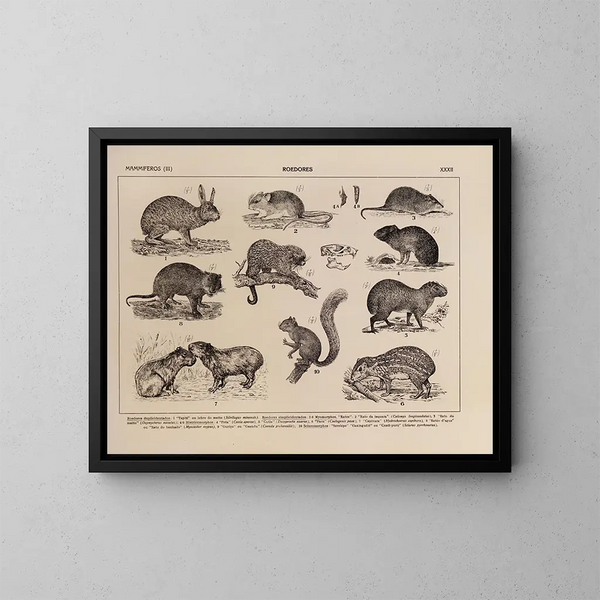 Atlas della fauna del Brasile Pl32 - Rodolpho von Ihering — quadro incorniciato alla parete