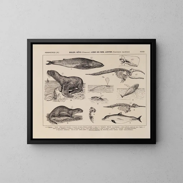 Atlas della fauna del Brasile Pl33 - Rodolpho von Ihering — quadro incorniciato alla parete
