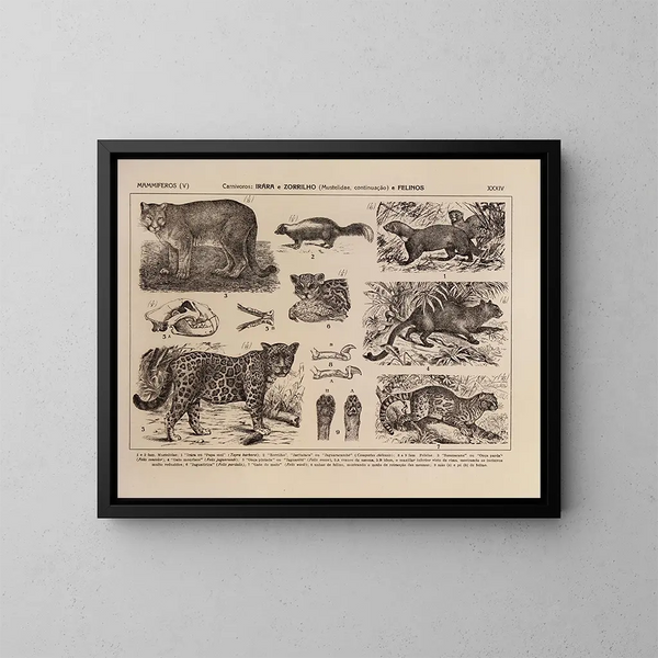 Atlas della fauna del Brasile Pl34 - Rodolpho von Ihering — quadro incorniciato alla parete
