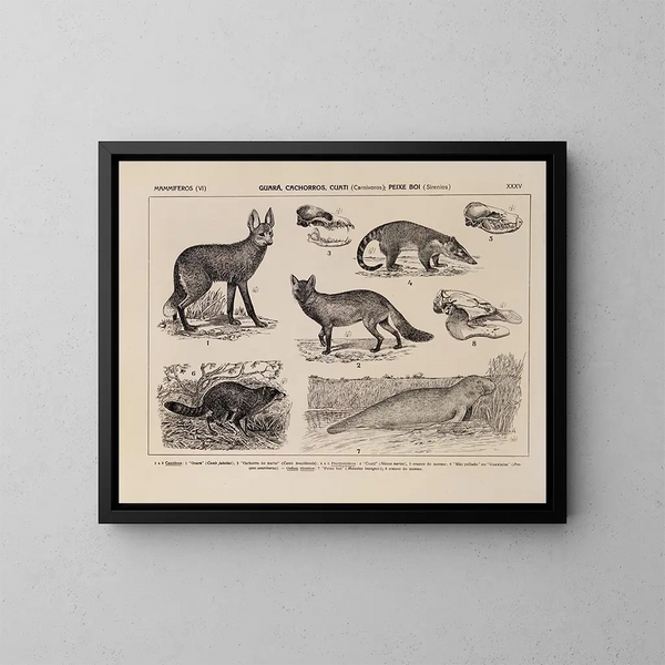 Atlas della fauna del Brasile Pl35 - Rodolpho von Ihering — quadro incorniciato alla parete