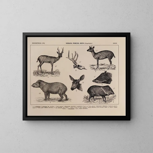 Atlas della fauna del Brasile Pl36 - Rodolpho von Ihering — quadro incorniciato alla parete