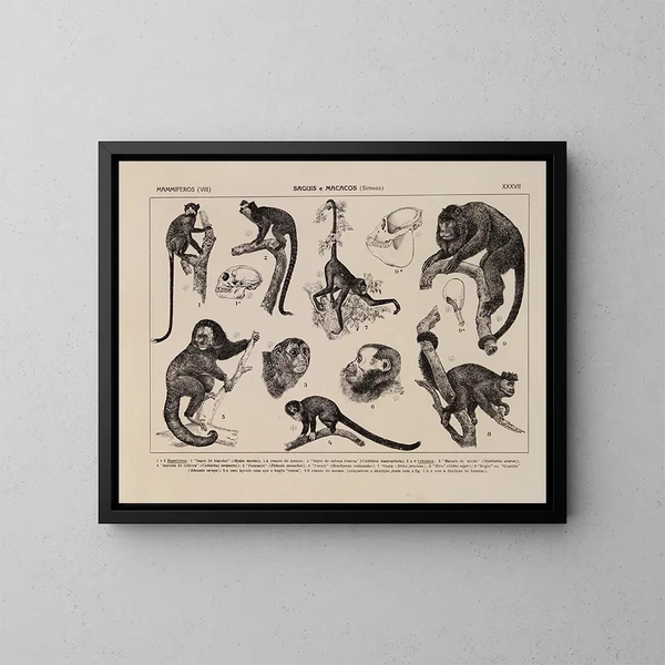 Atlas della fauna del Brasile Pl37 - Rodolpho von Ihering — quadro incorniciato alla parete