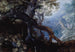 Foresta con cervi - Roelandt Savery — vista dell’opera