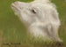 Testa di un agnello - Rosa Bonheur — vista dell’opera