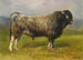 Il toro grigio - Rosa Bonheur — vista dell’opera