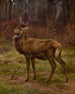 Cervo in un paesaggio autunnale - Rosa Bonheur — vista dell’opera