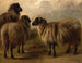 Tre pecore lanose - Rosa Bonheur — vista dell’opera