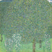 Roseraies sous les arbres - Gustav Klimt — vista dell’opera