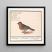 di usignolo rosso Erithacus rubecula - Anselmus Botius de Boodt — quadro incorniciato alla parete