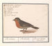di usignolo rosso Erithacus rubecula - Anselmus Botius de Boodt — vista dell’opera