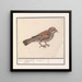 Rousserolle effarvatte Emberiza schoeniclus - Anselmus Botius de Boodt — quadro incorniciato alla parete