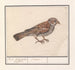 Rousserolle effarvatte Emberiza schoeniclus - Anselmus Botius de Boodt — vista dell’opera