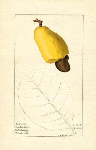 Royal Charles Steadman - Anacardium occidentale.webp