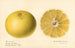 Citrus paradisi Dorothy Seedless - Royal Charles Steadman — vista dell’opera