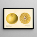 Citrus paradisi Dorothy Seedless - Royal Charles Steadman — quadro incorniciato alla parete