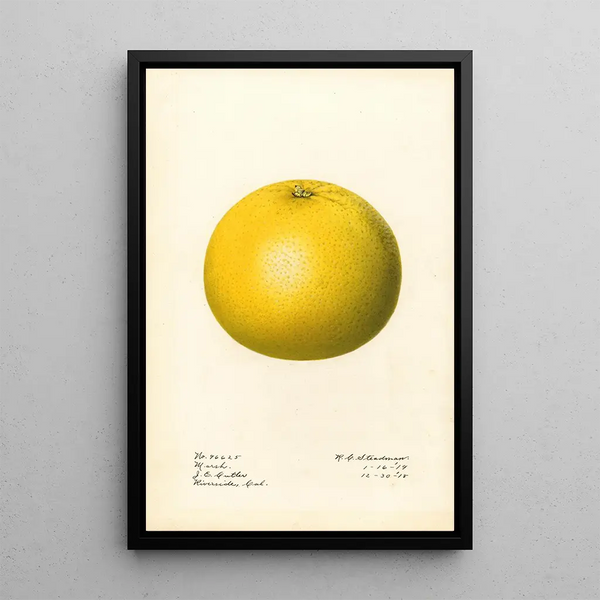 Citrus paradisi Marsh - Royal Charles Steadman — quadro incorniciato alla parete