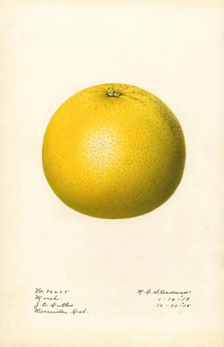 Royal Charles Steadman - Citrus paradisi Marsh.webp