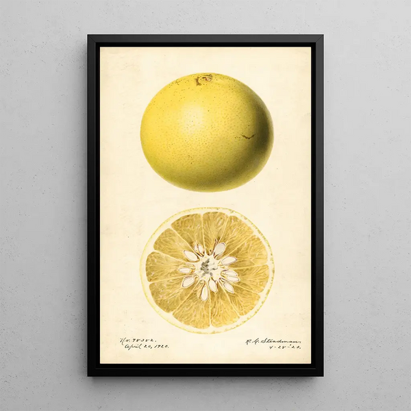 Citrus paradisi - Royal Charles Steadman — quadro incorniciato alla parete