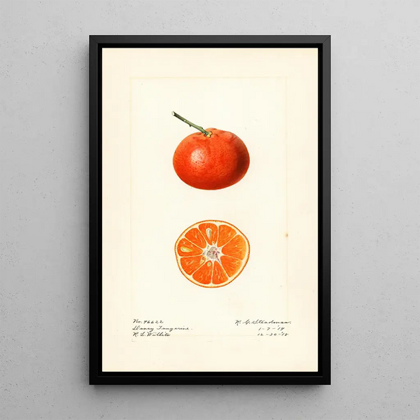 Citrus reticulata Dancy - Royal Charles Steadman — quadro incorniciato alla parete