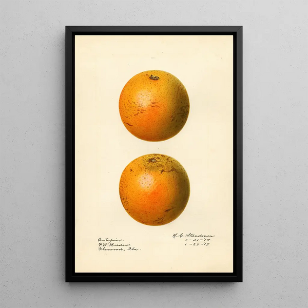 Citrus sinensis Enterprise - Royal Charles Steadman — quadro incorniciato alla parete