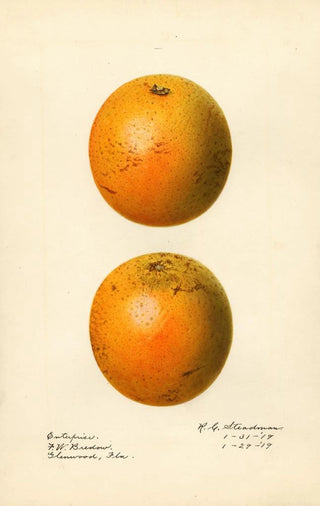 Royal Charles Steadman - Citrus sinensis Enterprise.webp