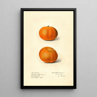 Royal Charles Steadman - Citrus sinensis Owari Satsuma.webp